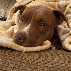 Meet your Posher, Jamie